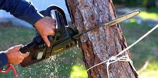 How Our Tree Care Process Works  in La Riviera, CA